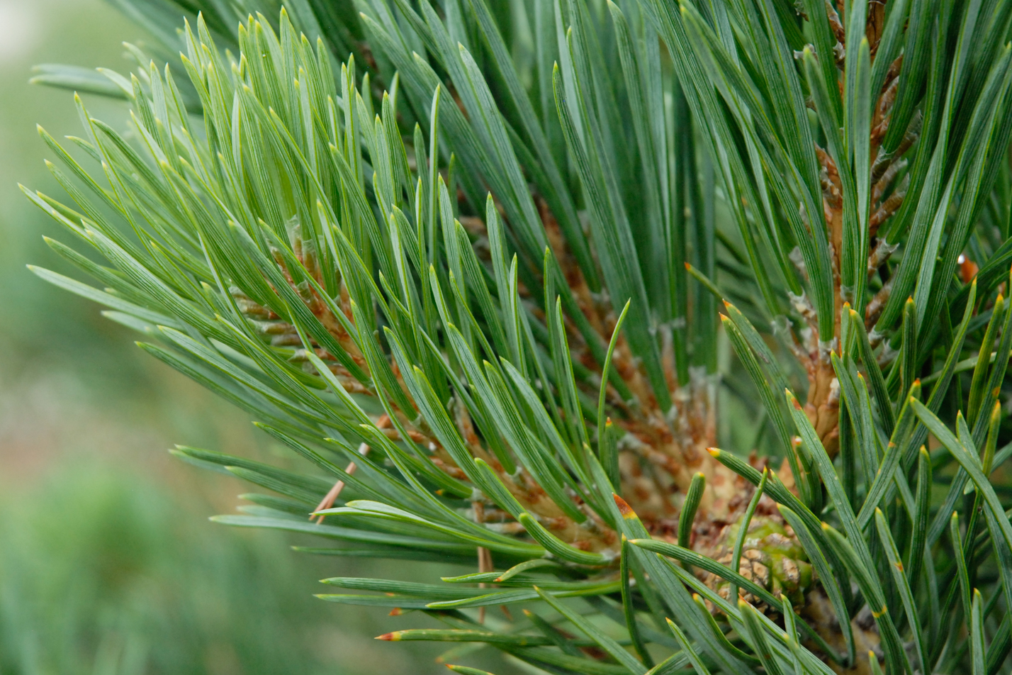 Albyn Prostrate Scotch Pine